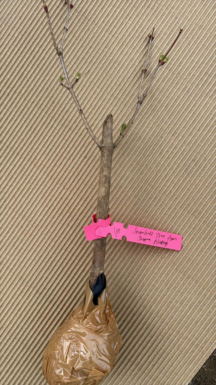 Snowball Plant - Image 4