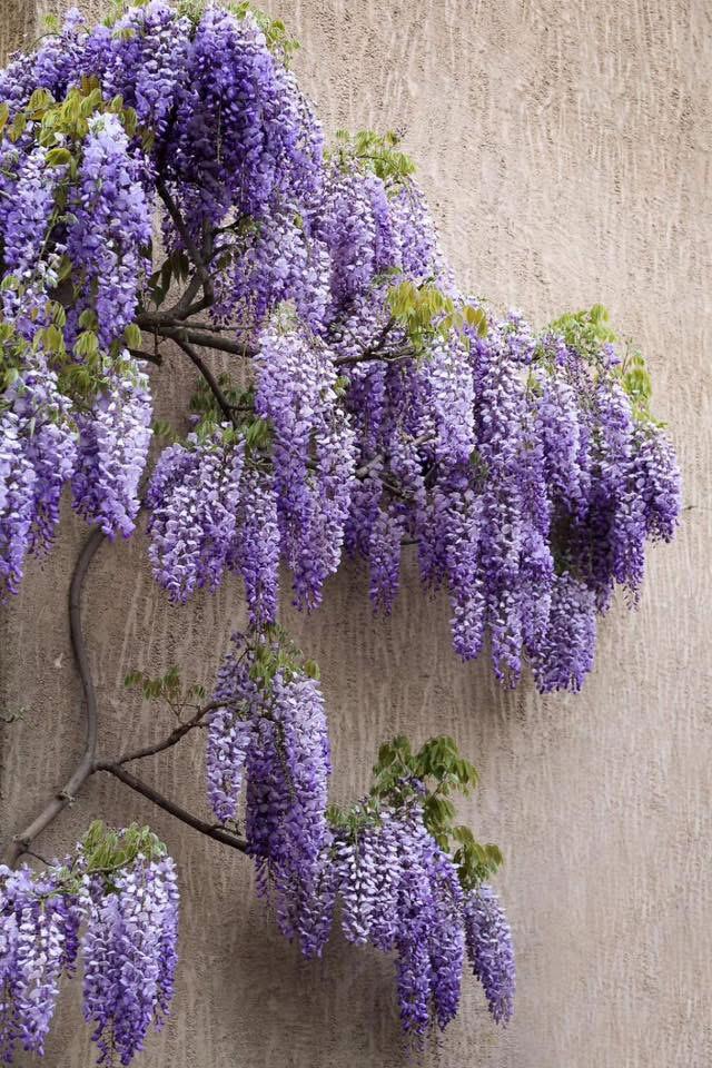 Wisteria Purple - Image 2