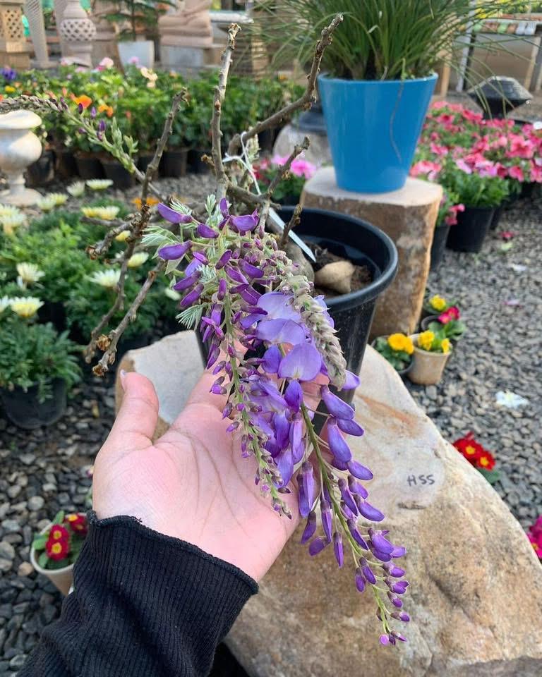 Wisteria Purple - Image 3