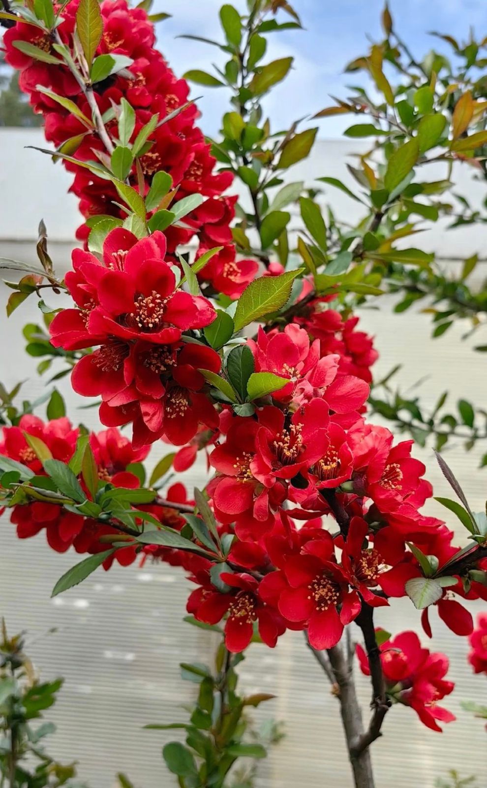 Red Japanese Quince