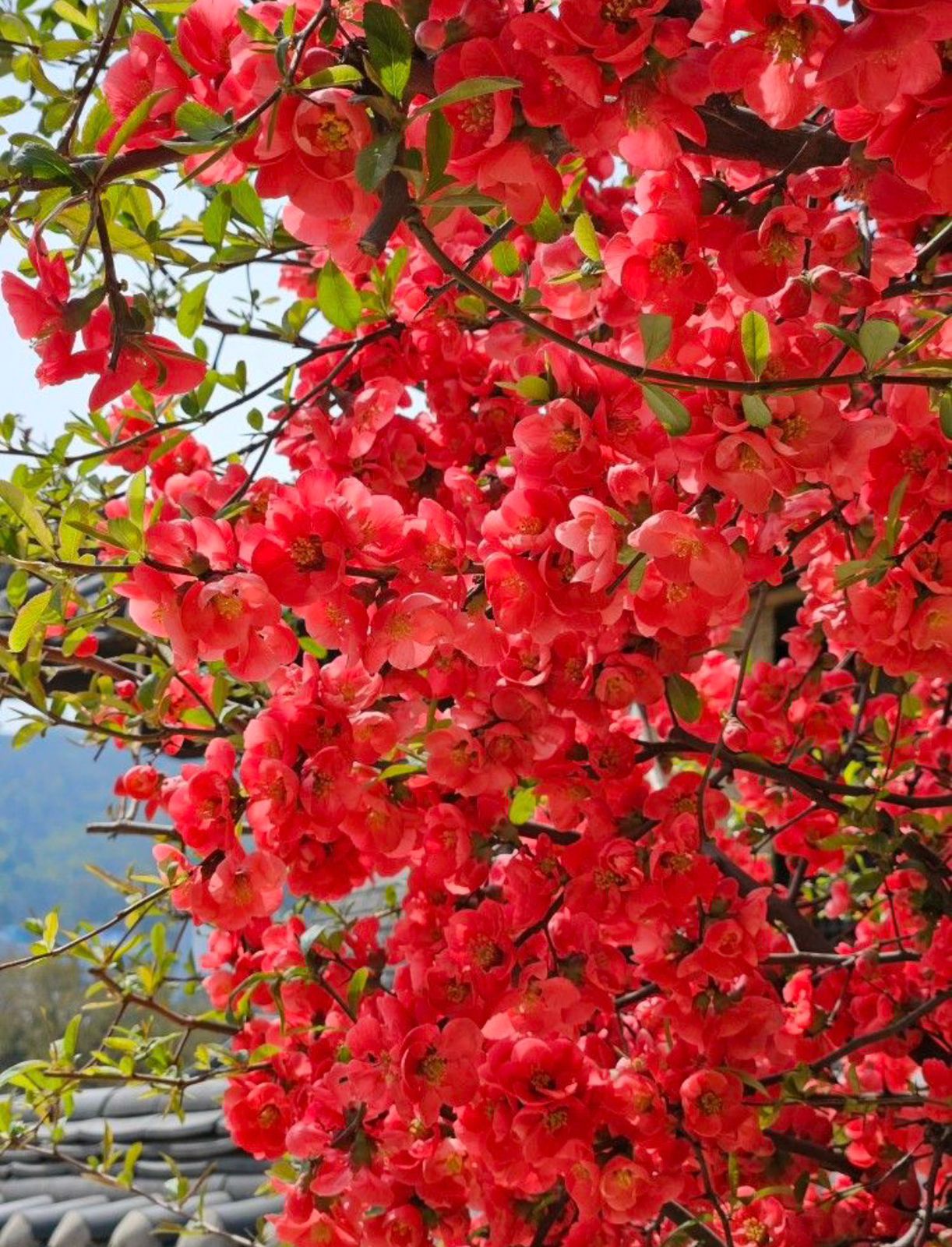 Red Japanese Quince - Image 2