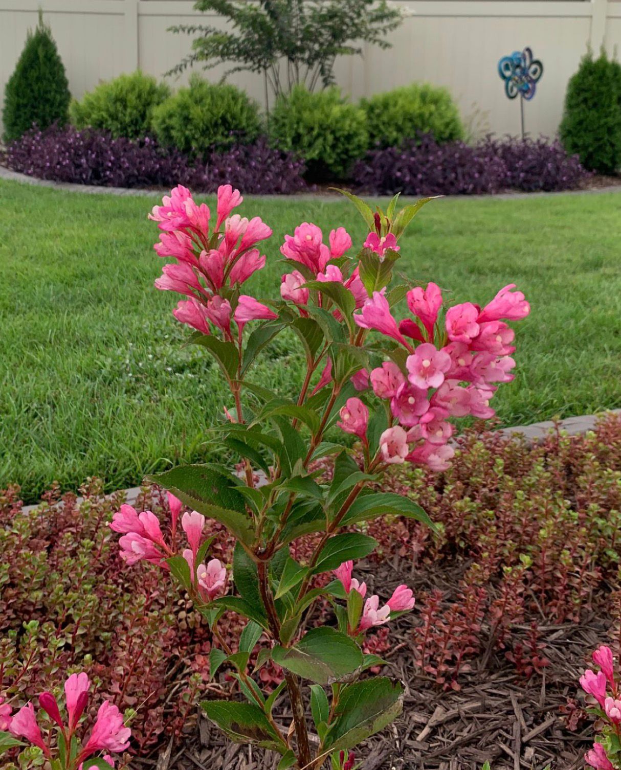 Weigela Plants - Image 2