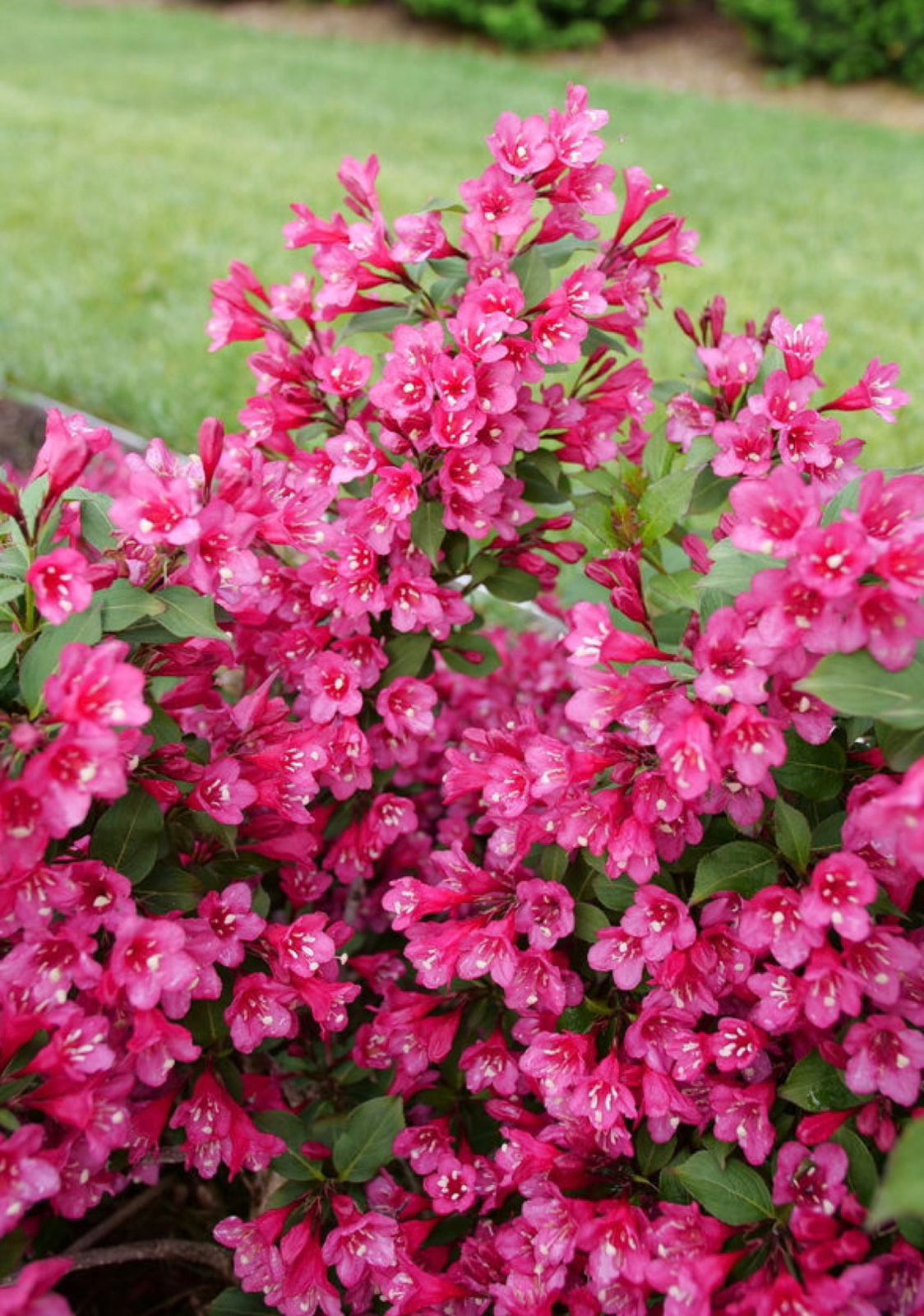Weigela Plants