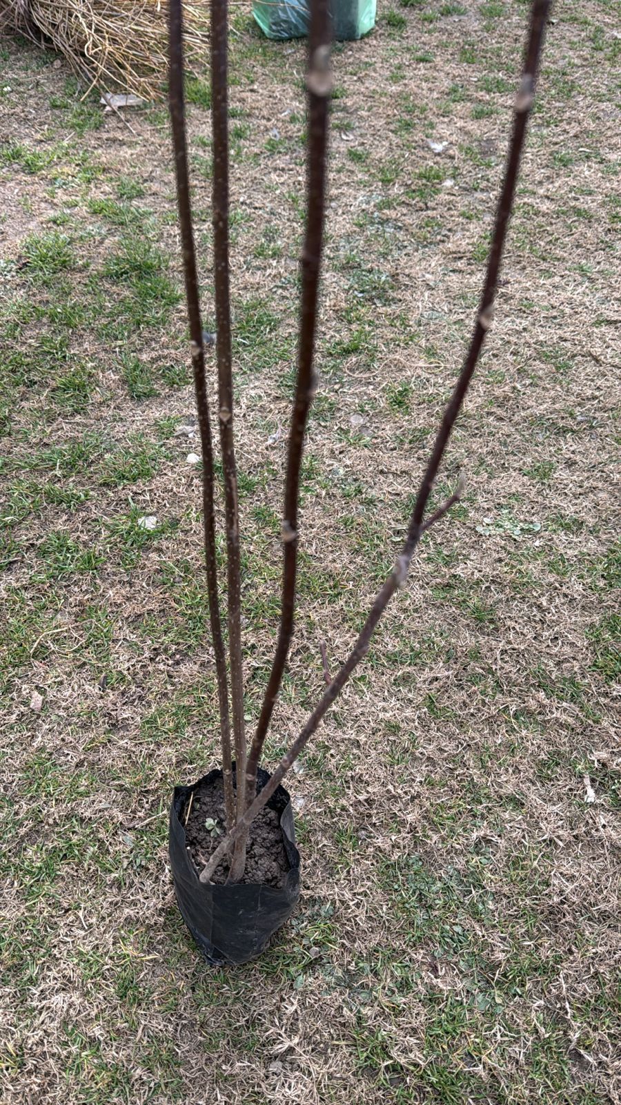 Magnolia lilliflora - Image 2