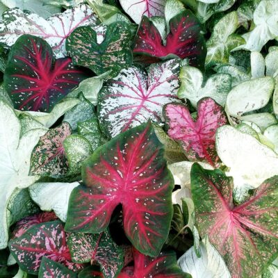 Caladium bulbs (Mix)