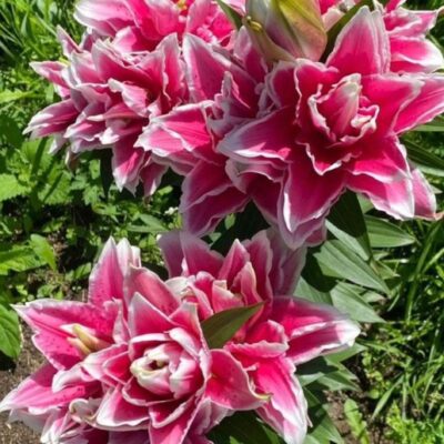 Rose lily bulbs