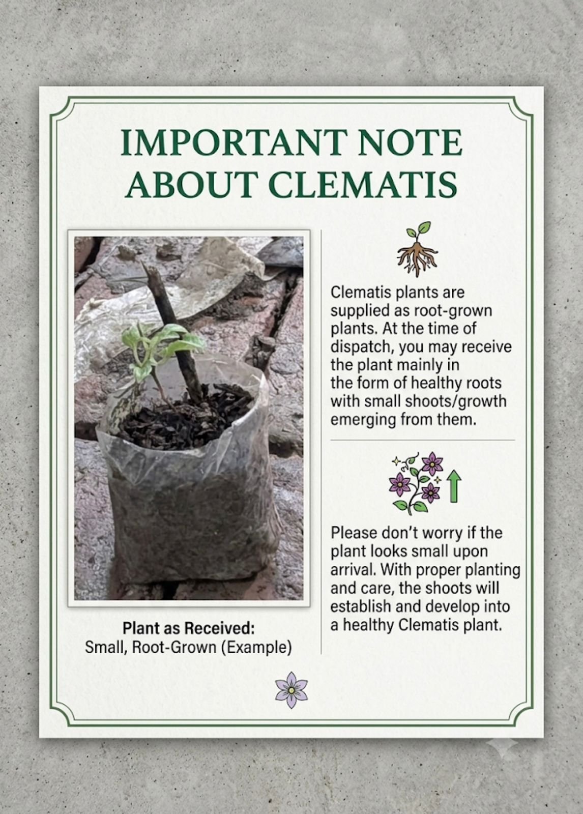 Clematis - Image 4