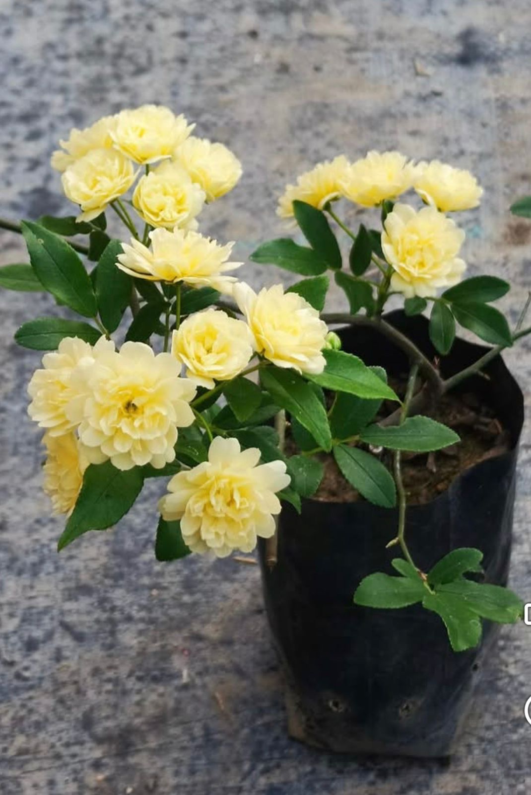 Lady Banks Rose - Image 3