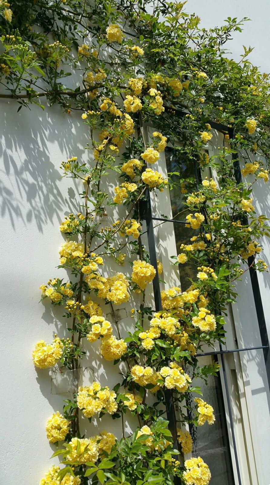 Lady Banks Rose - Image 5