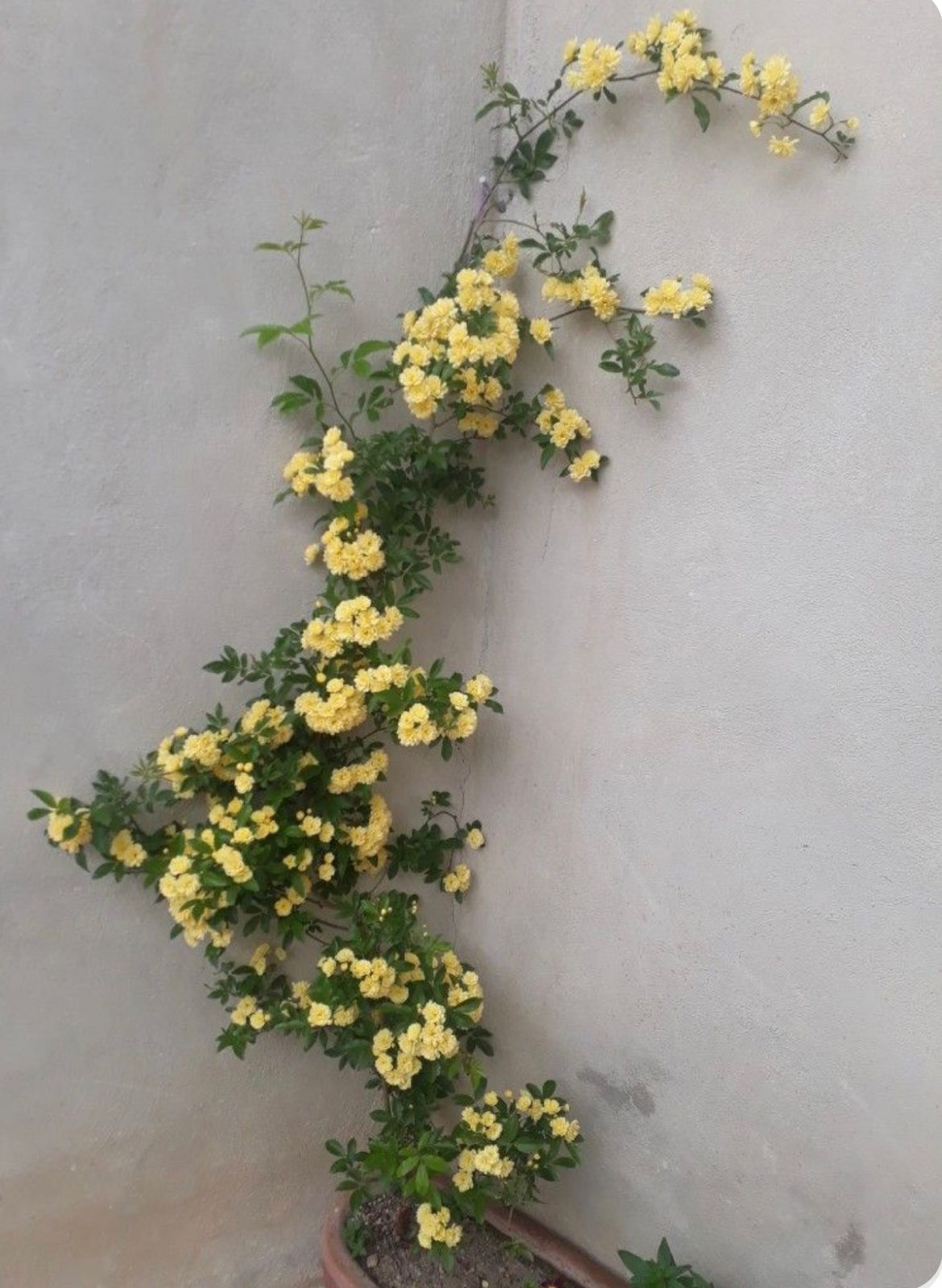 Lady Banks Rose - Image 6