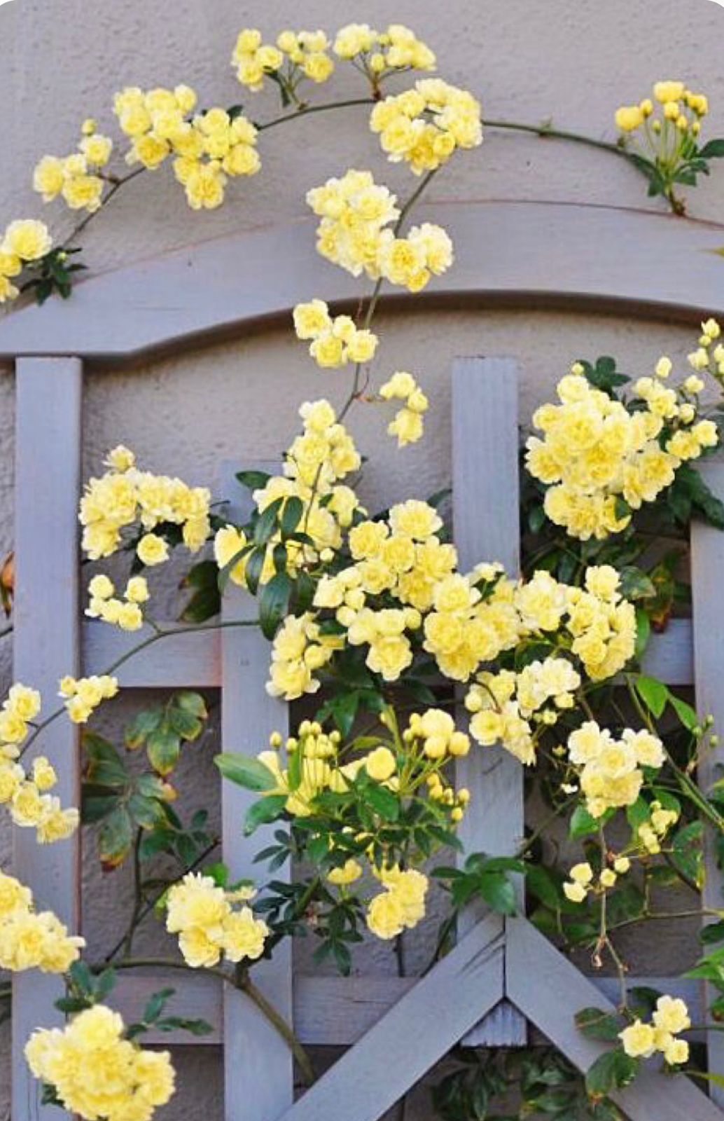 Lady Banks Rose - Image 4