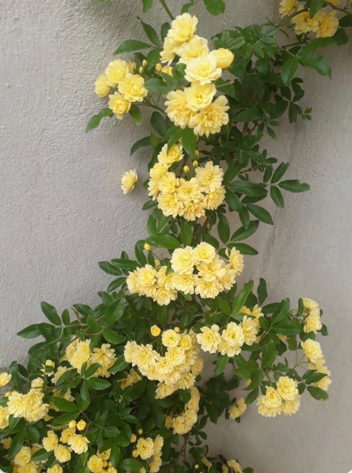 Lady Banks Rose - Image 7