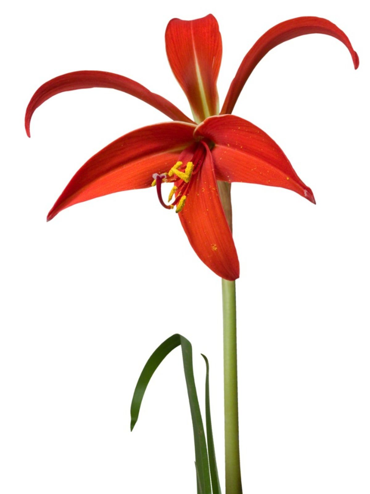 Aztec Lily - Image 2