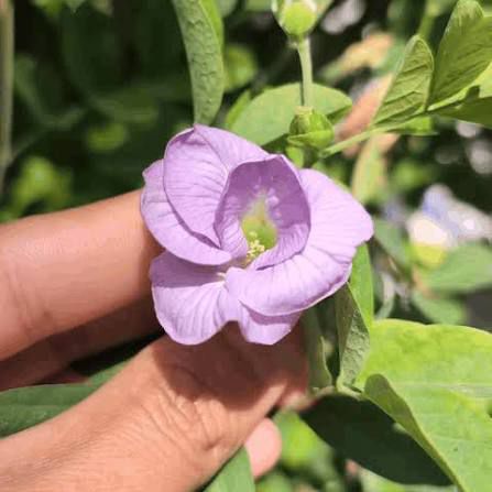 Aprajita Multipetal Seeds- Lavender - Image 2