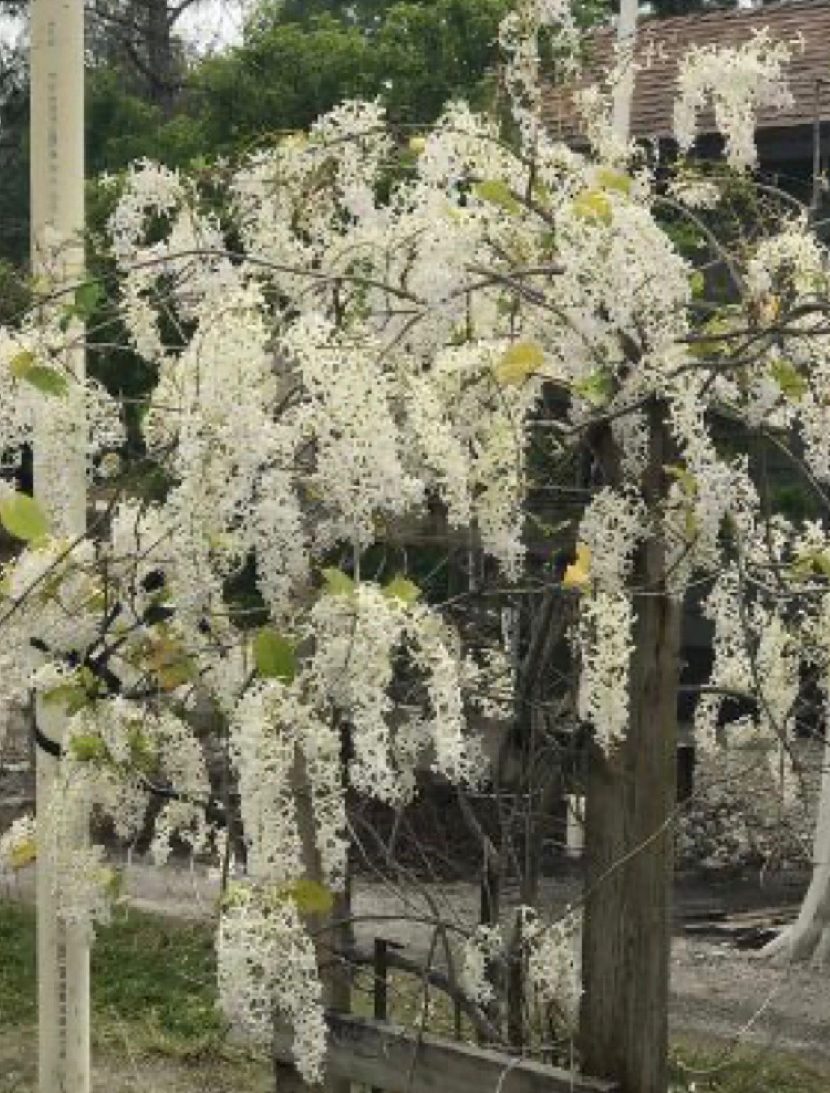 Petrea White - Image 2