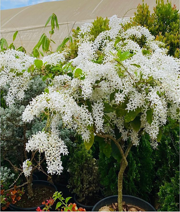 Petrea White