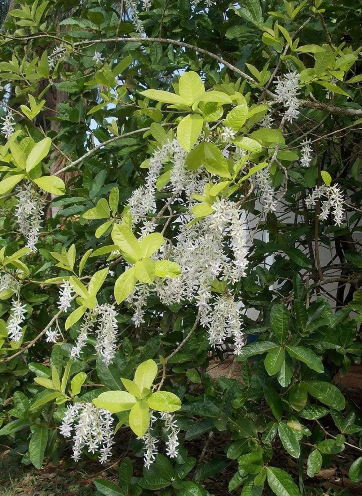 Petrea White - Image 3