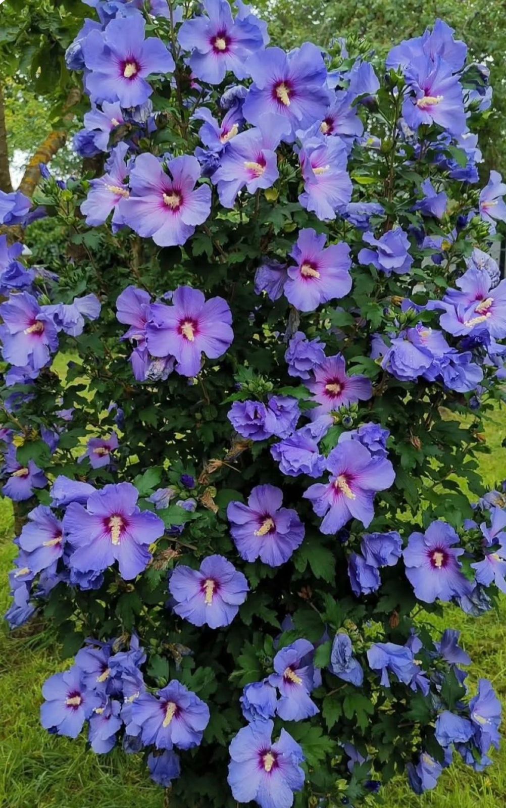 Rose of sharon (Purple Hibiscus) - Image 2