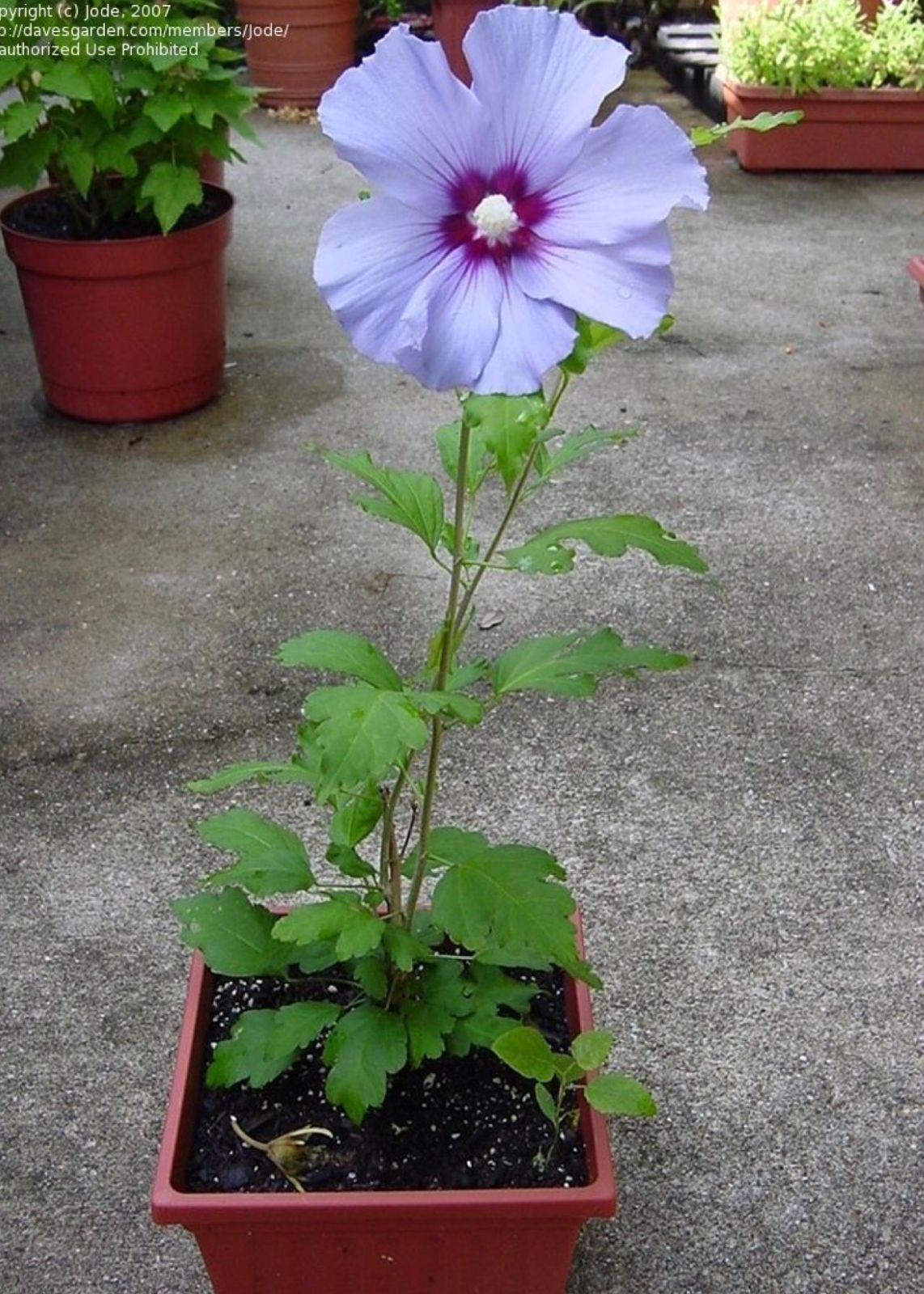 Rose of sharon (Purple Hibiscus) - Image 3