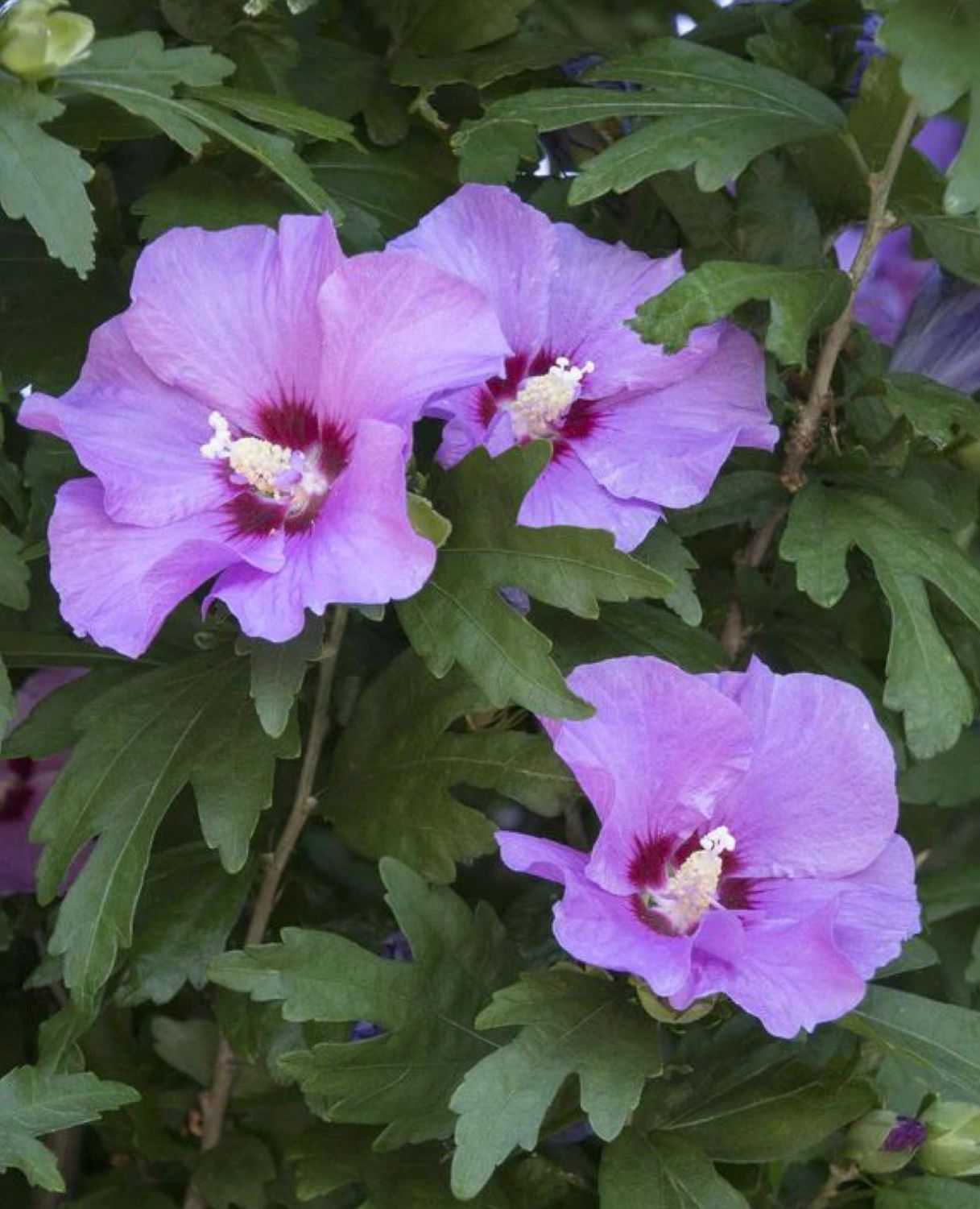 Rose of sharon (Purple Hibiscus)