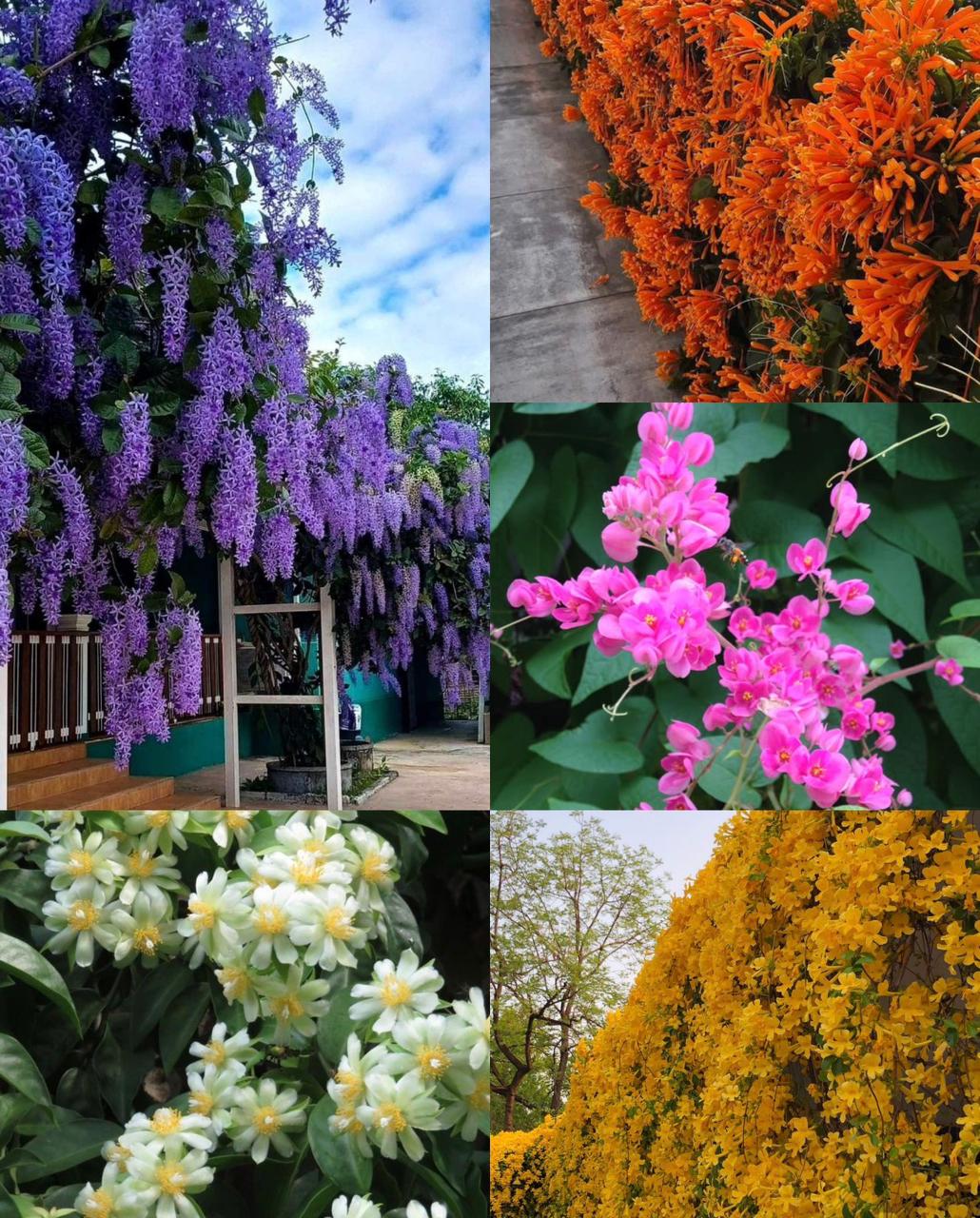 Combo of 5 Creepers Petrea,flaming,lemon vine,catsclaw,Coral vine