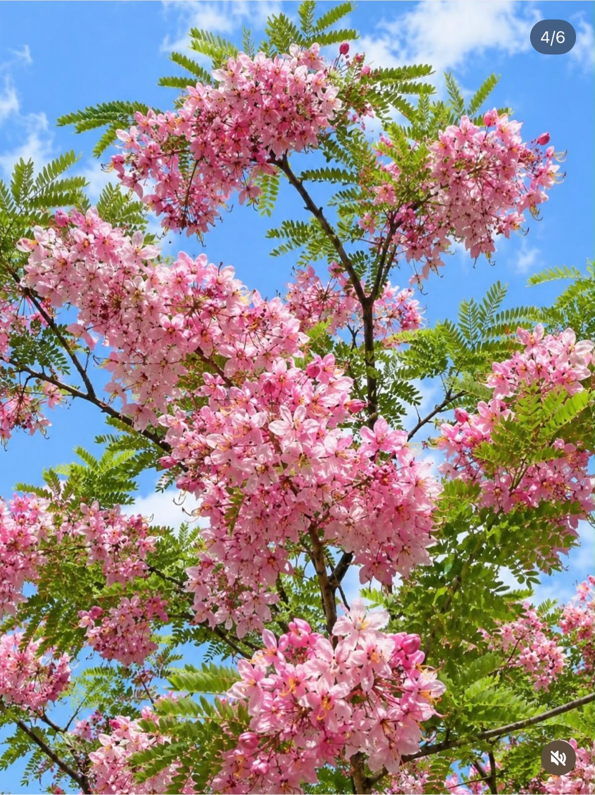 Cassia Javanica - Pink Shower Tree