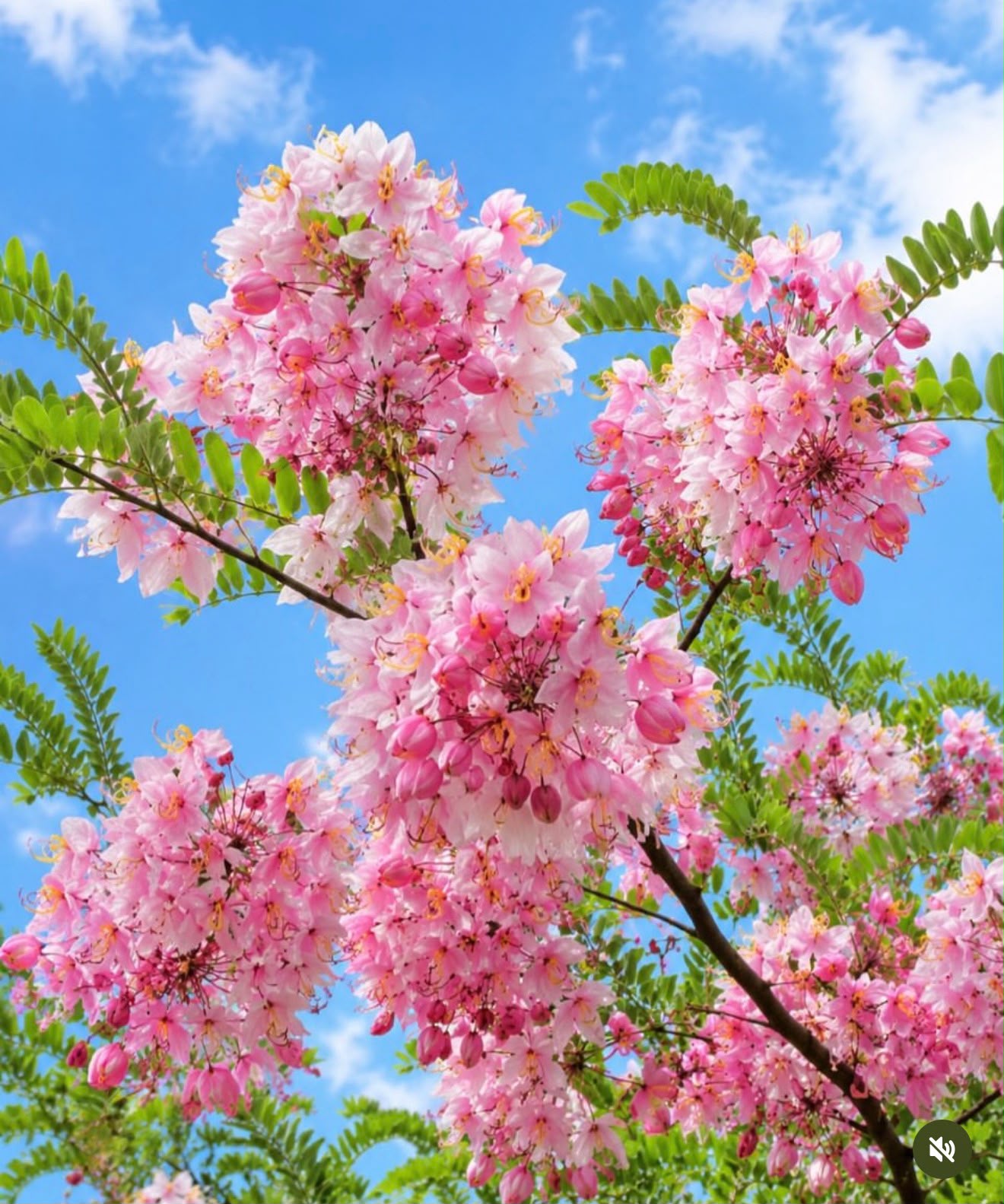 Cassia Javanica - Pink Shower Tree - Image 2
