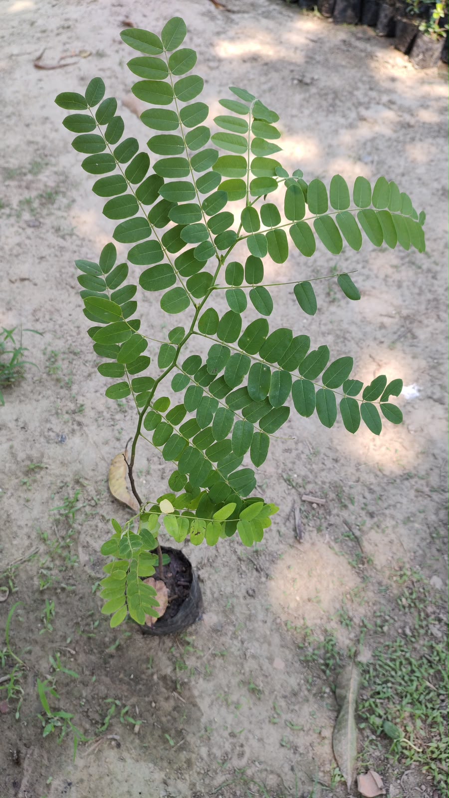 Cassia Javanica - Pink Shower Tree - Image 5