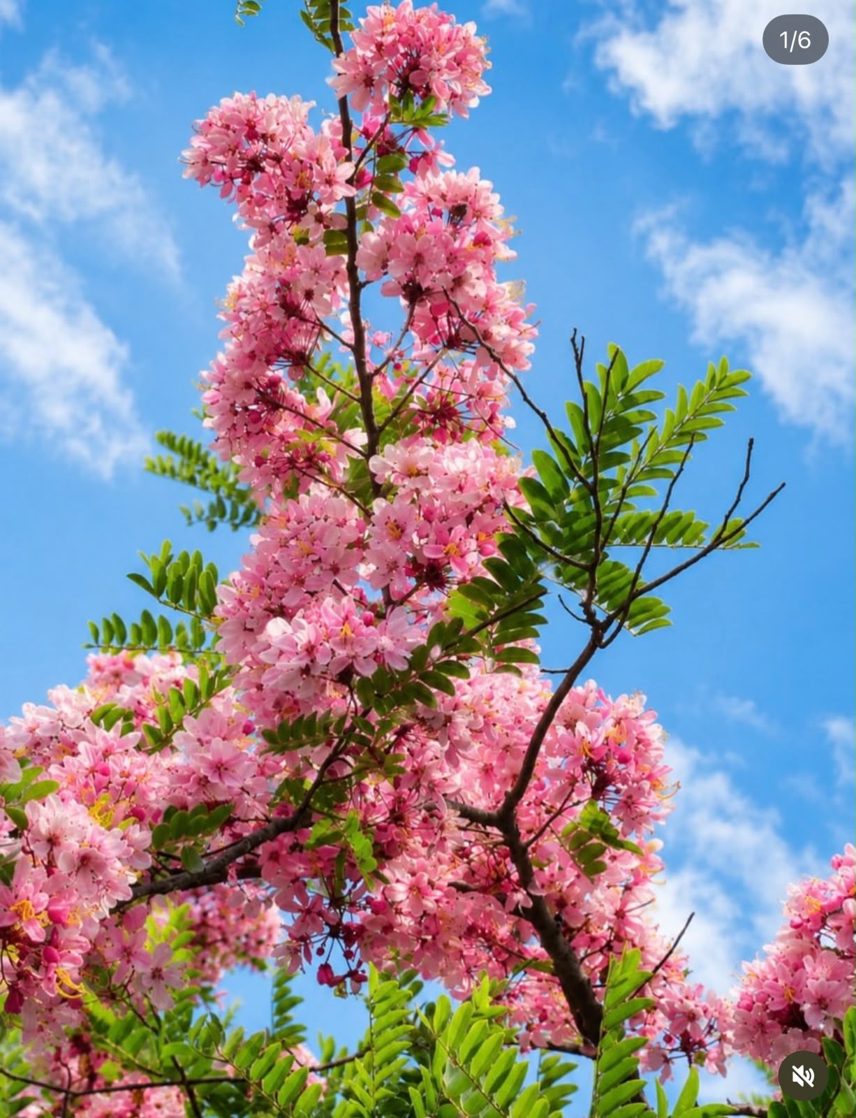 Cassia Javanica - Pink Shower Tree - Image 3
