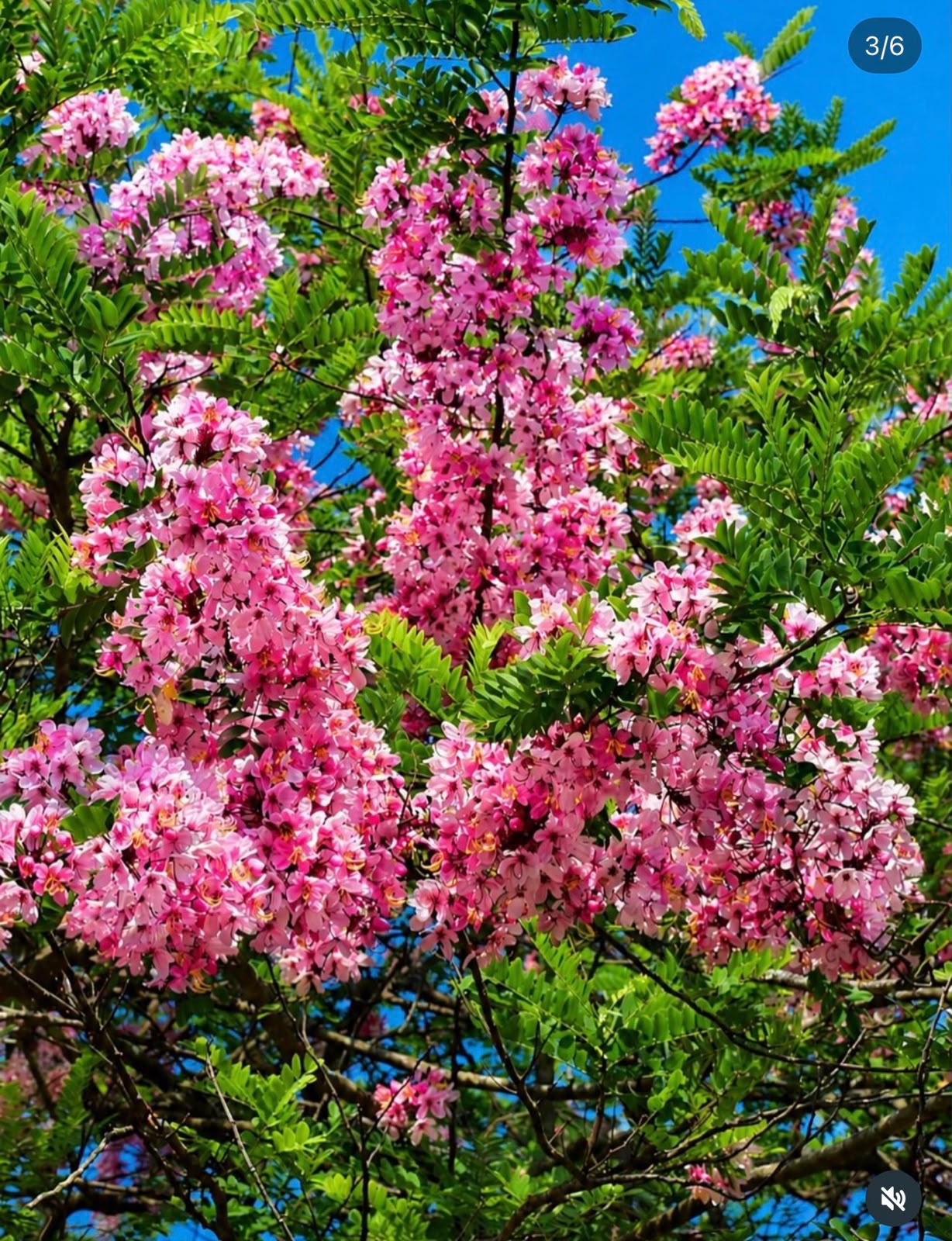 Cassia Javanica - Pink Shower Tree - Image 4