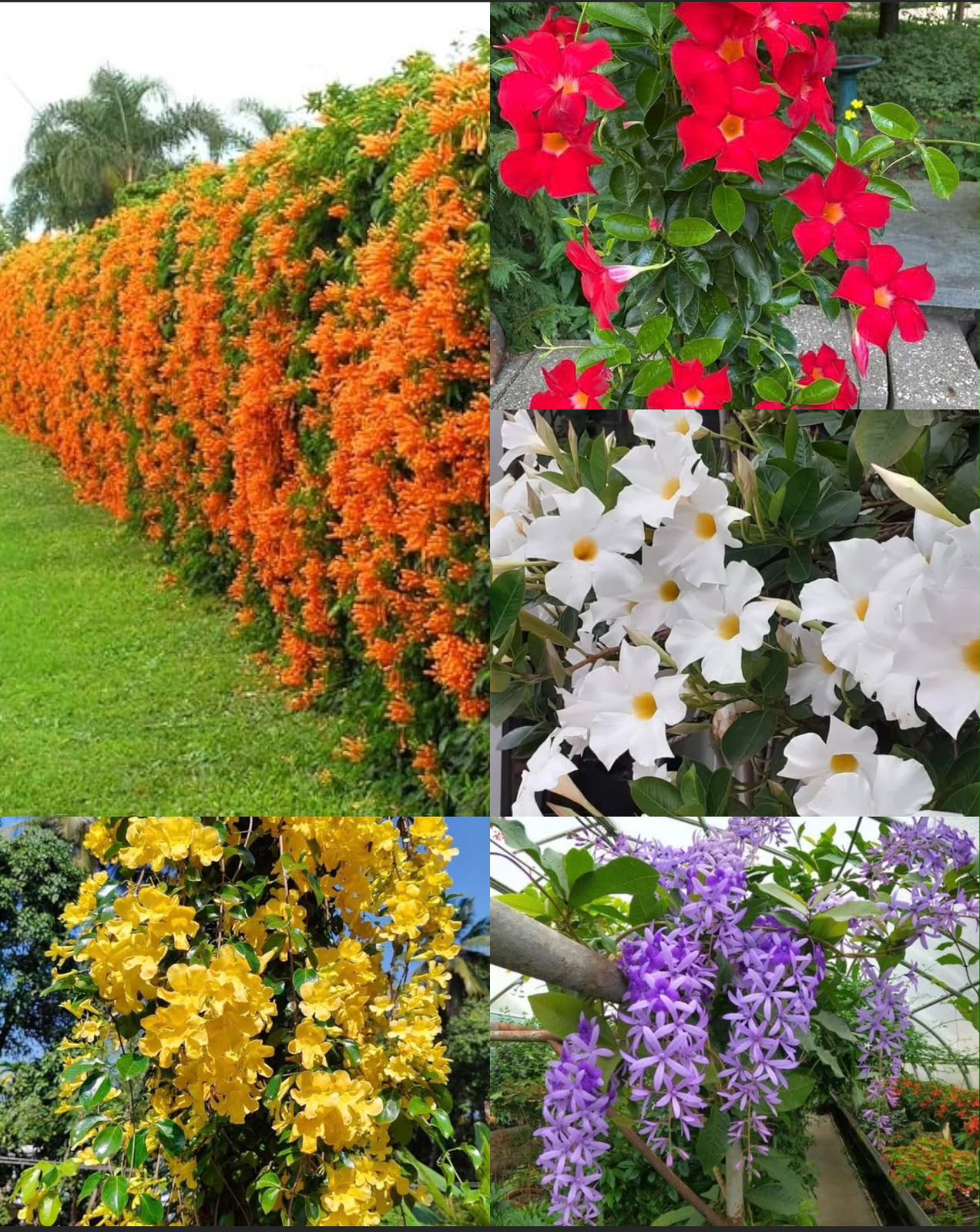 Combo of 5 Vines Petrea, mandevilllea red, white,Catsclaw and flaming trumpet
