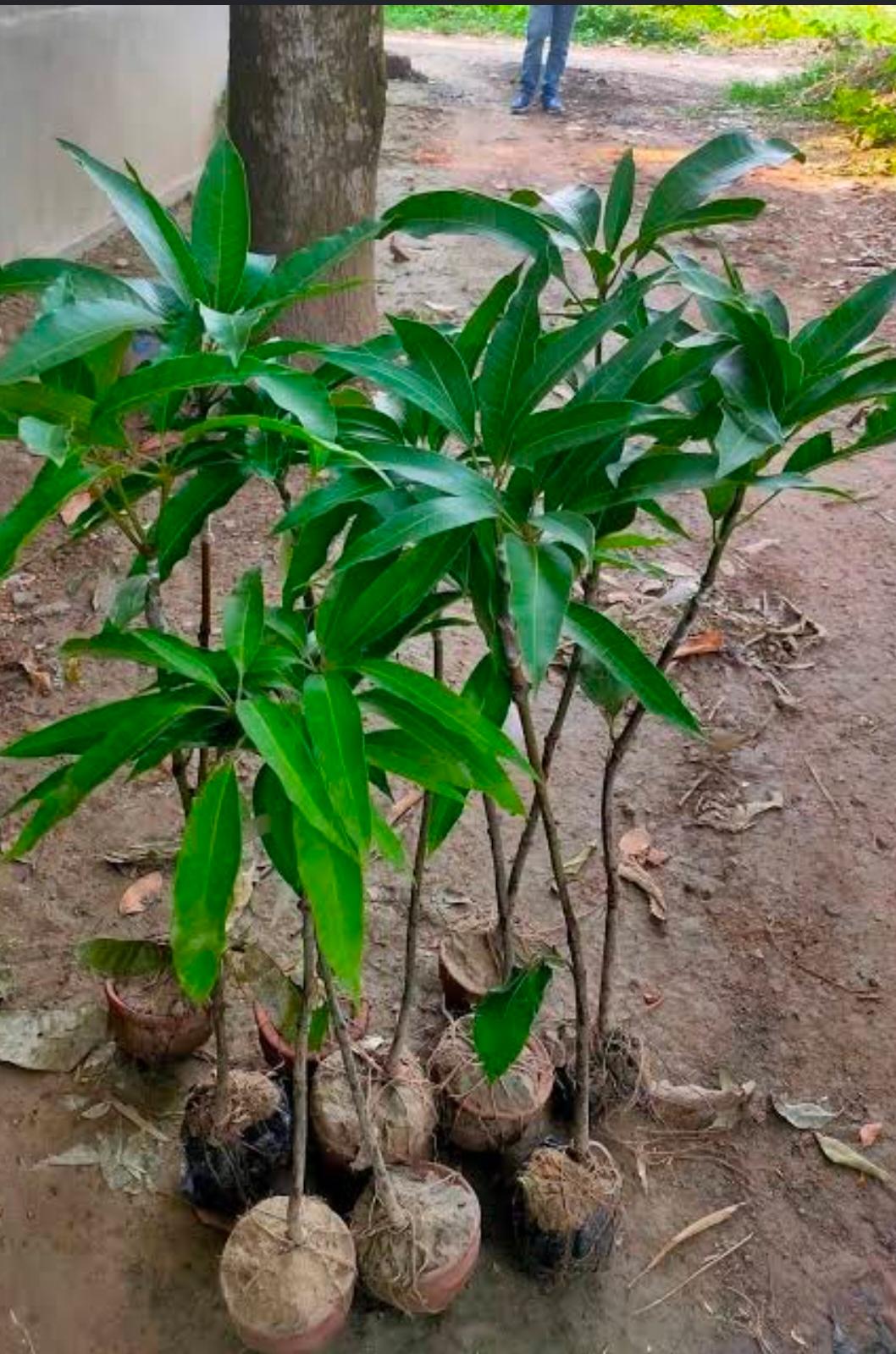 King Of chakapat mango - Image 2