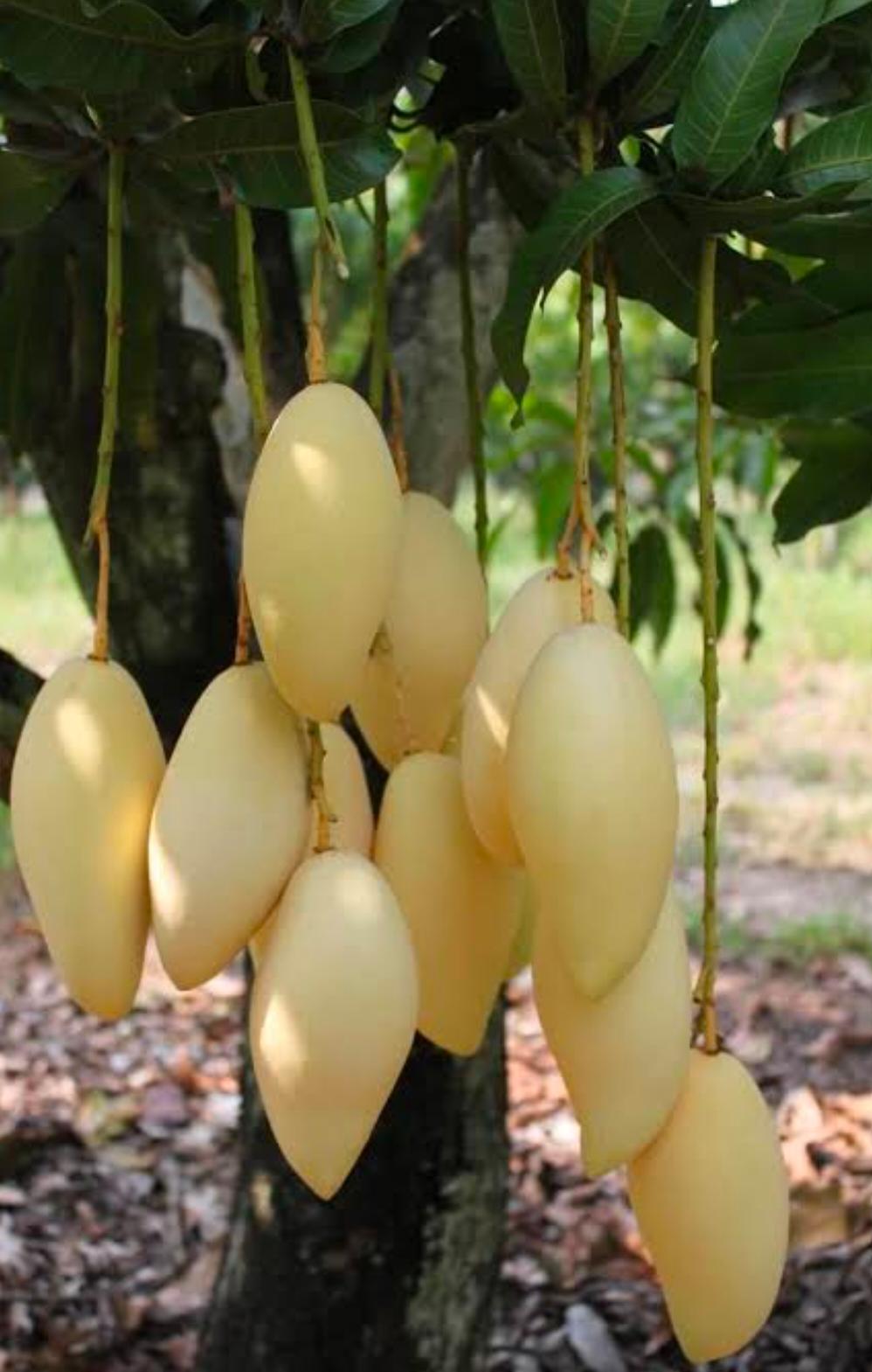 Golden Nam doc mai mango