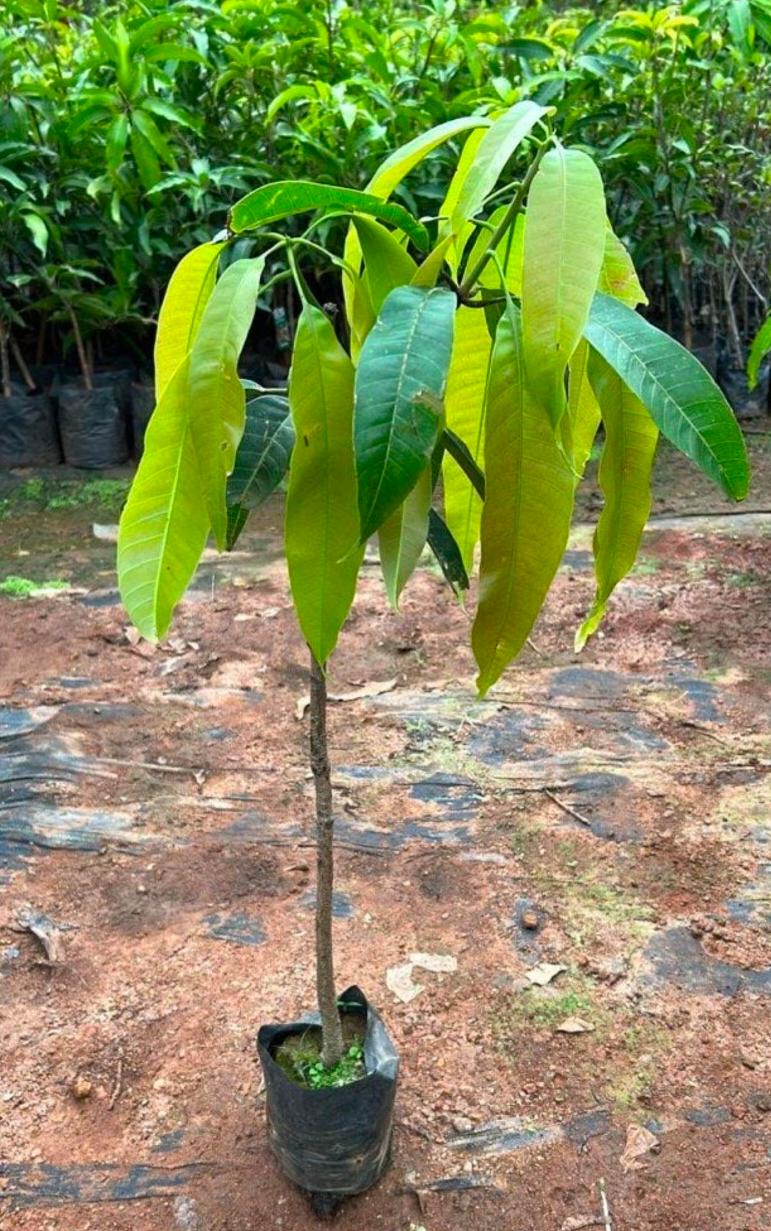 Golden Nam doc mai mango - Image 2