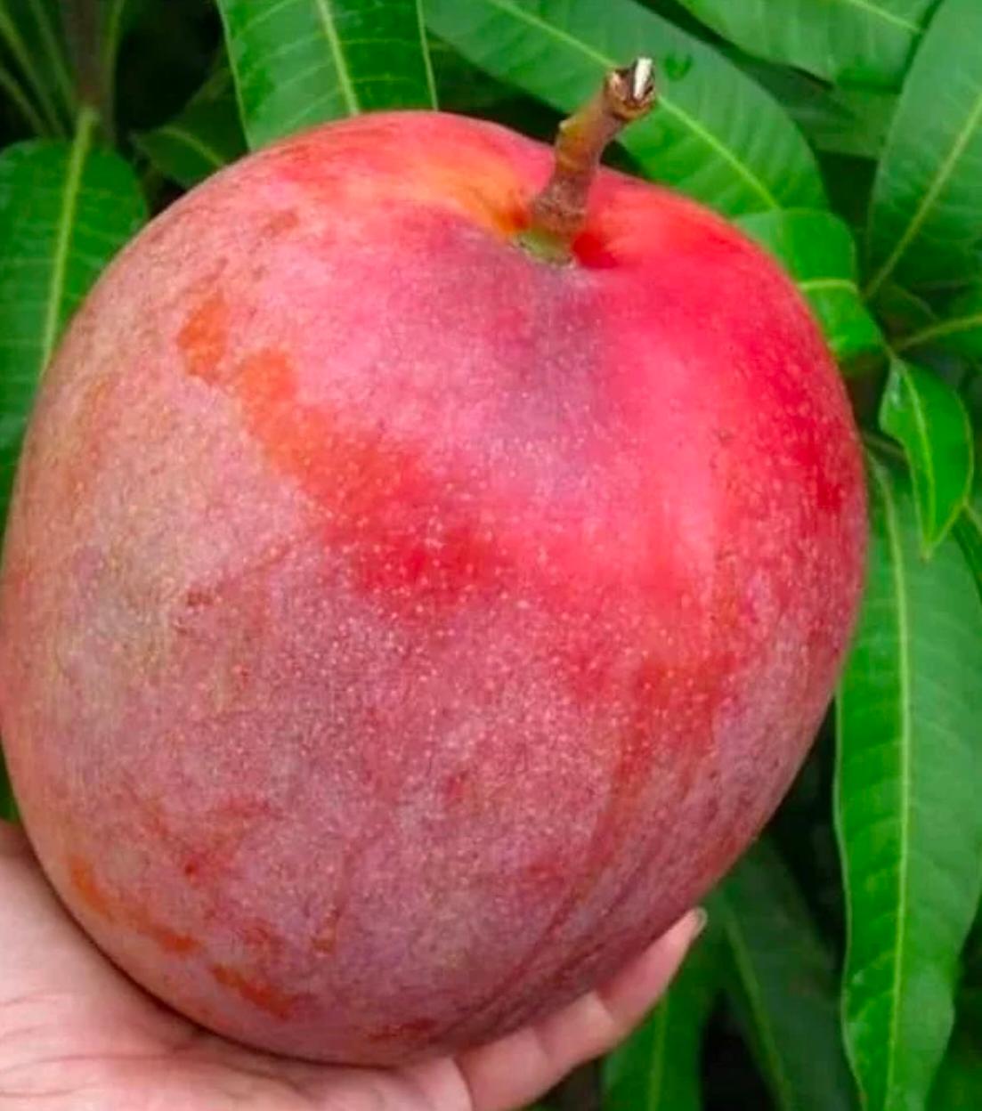 Australian R2E2 Mango
