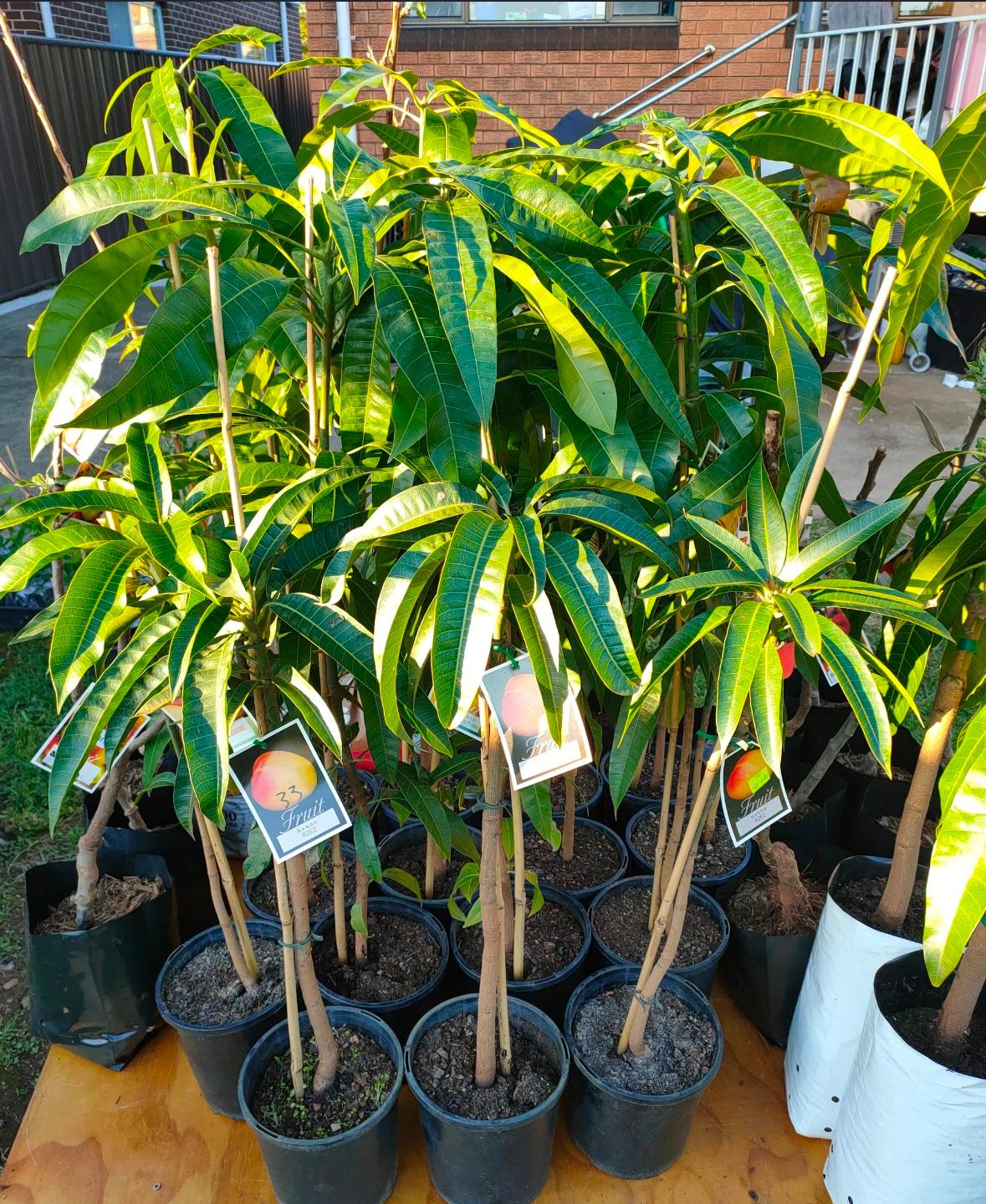 Australian R2E2 Mango - Image 2