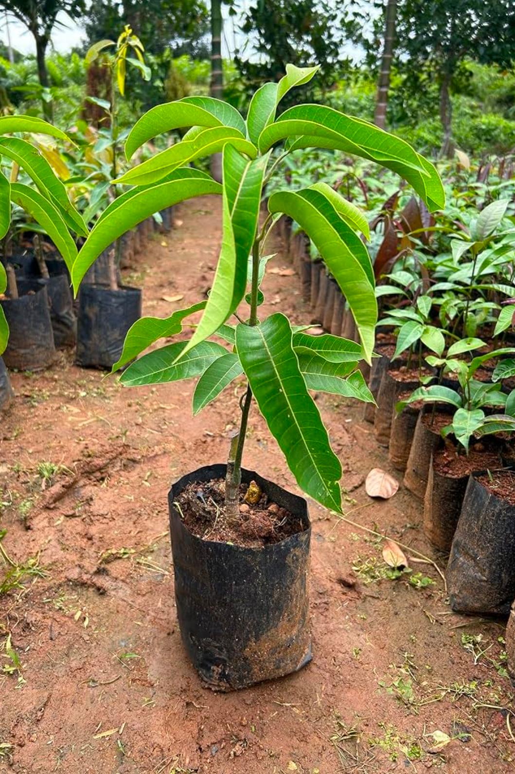 Brunei King Mango - Image 2
