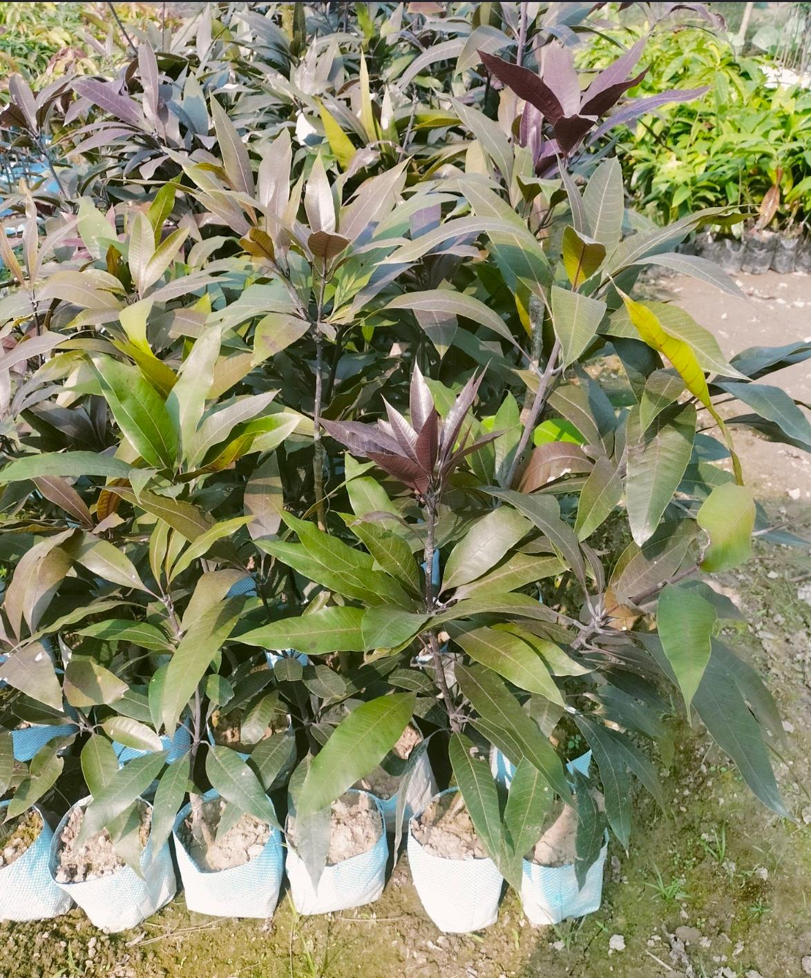 Kasturi mango - Image 2