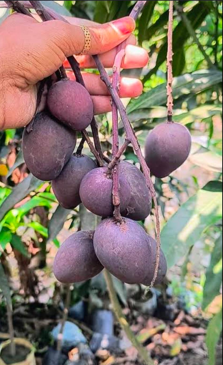 Kasturi mango