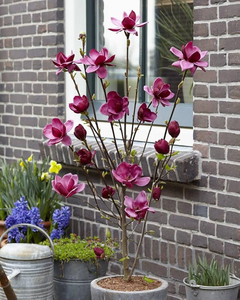 Magnolia Lilliflora - Image 3