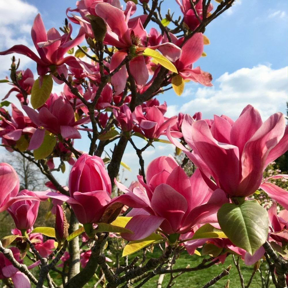 Magnolia Lilliflora - Image 2