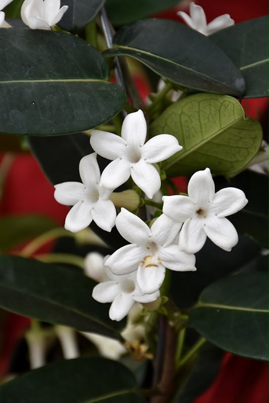 Madagascar Jasmine - Image 2