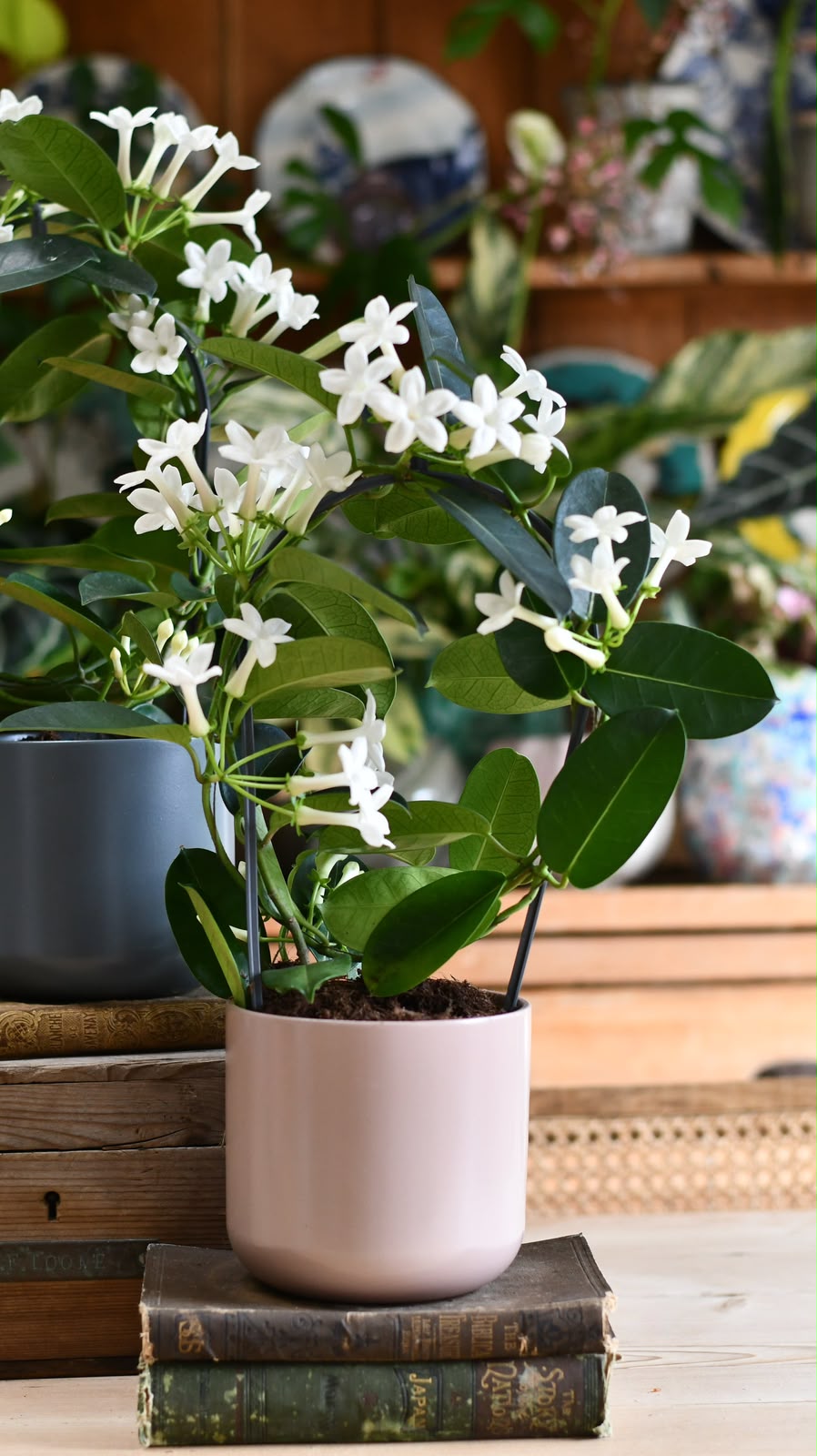 Madagascar Jasmine