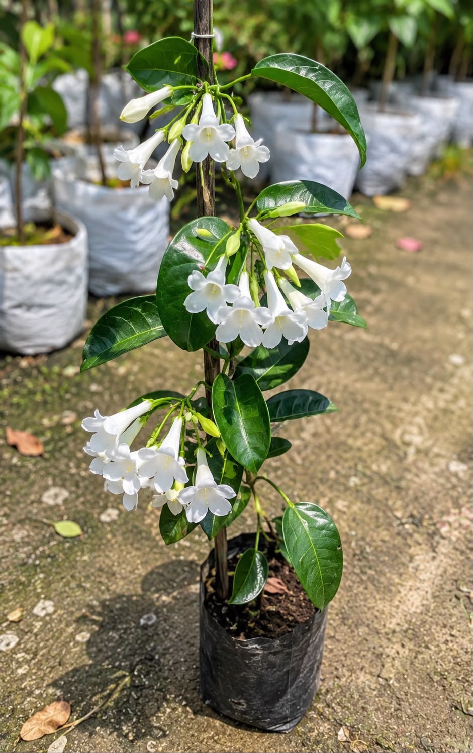 Madagascar Jasmine - Image 3