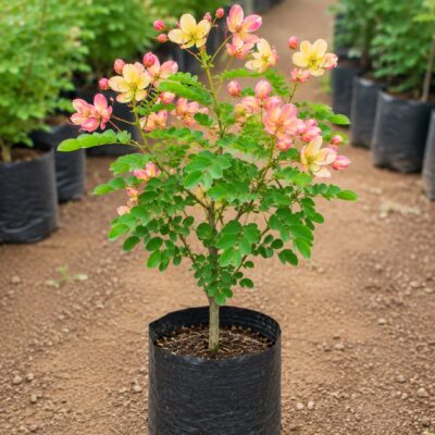 Cassia Rainbow