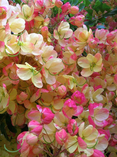 Cassia Rainbow - Image 3