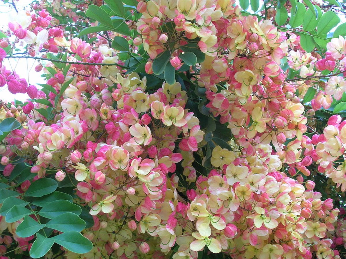 Cassia Rainbow - Image 2