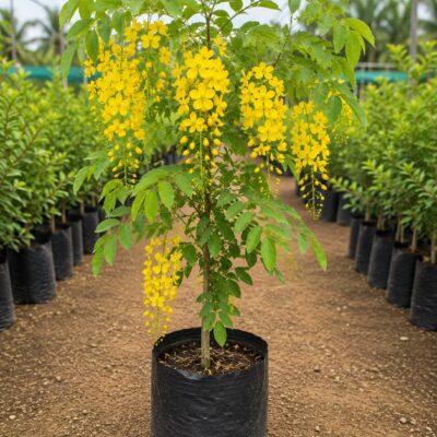 Cassia fistula