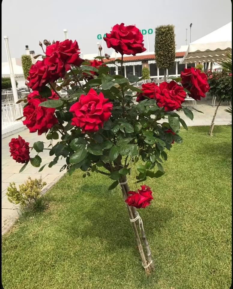Standard Rose - Rose Tree