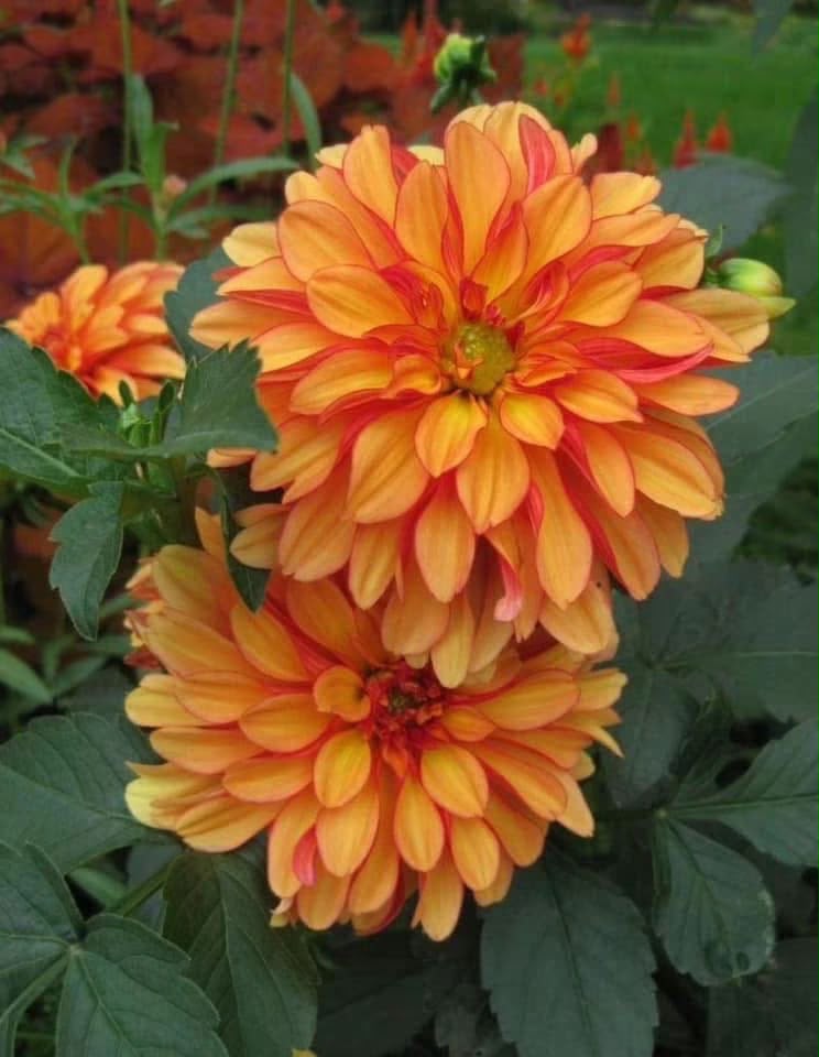 Dahlia Bulbs - Image 2